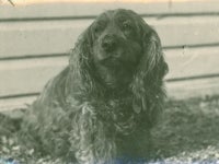 a black and white photograph of Mitzi the dog, the observatory mascot