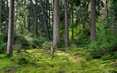 Forest with lush green ground cover
