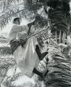 Photograph by Dorothy Miller of a date picker in Qatif, 1976