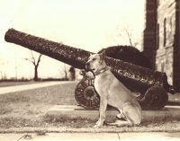 a black and white photograph of Butch, the great dane mascot, poses next to the cannons at the front of Healy Hall