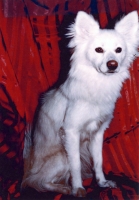 a black and white photograph of Duchess the dog, East Campus Mascot