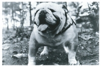 a black and white photograph of Jack the first, an English Bulldog