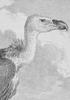 Histoire naturelle des oiseaux, engraving of a vulture