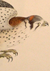Zoology of New-York, or the New-York Fauna, illustration showing a falcon