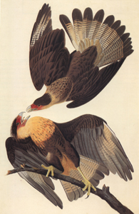 Brasilian Caracara Eagle, Polyborus vulgaris; Plate CLXI from The Birds of America.