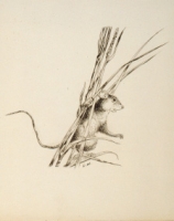 Ink drawing of a mouse for the book The High Flying Hat by Lynd Ward