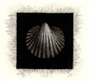 Example of mezzotint, showing a seashell