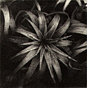 Example of photoetching, showing a star shaped flower from above