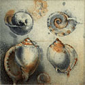 Color etching of four seashells