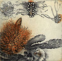 Color etching of a banksia flower