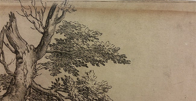 top middle section of a 16th-century engraving showing a detail of a tree and paper damage due to light and mat burn