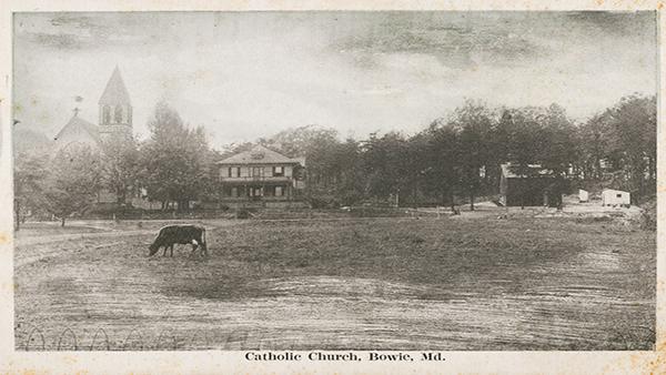 Cow grazing in field in front of a Catholic Church in Bowie, Maryland.