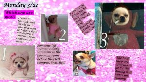 Page from a slideshow diary created by an undergraduate student that documents their experience during the COVID-19 pandemic. The diary examines the students feelings on March 22, 2020 and includes both text and various images of small dogs on a pink background.