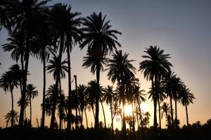 Color photograph of palm trees with the sun setting in the background.
