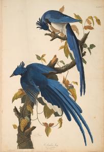 Illustration of two blue jays on a branch.