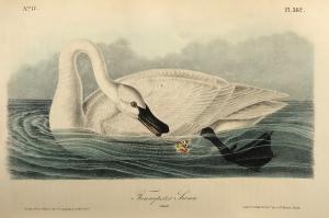 Audubon's Trumpeter Swan