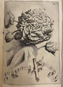 Engraving of a Rose