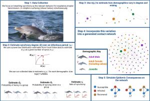 Poster with multiple graphs and data visualizations and a photograph of dolphins