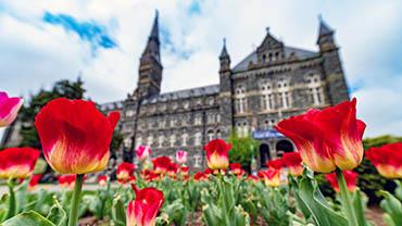 A patch of red tulips with Healy Hall in the background