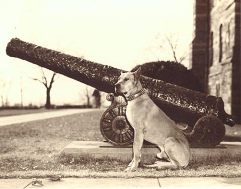 Georgetown mascot Butch the Great Dane in front a Healy cannon.