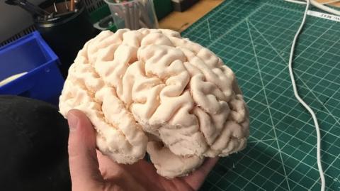 Full size brain