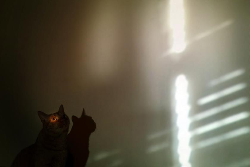 A cat sitting in the shadows