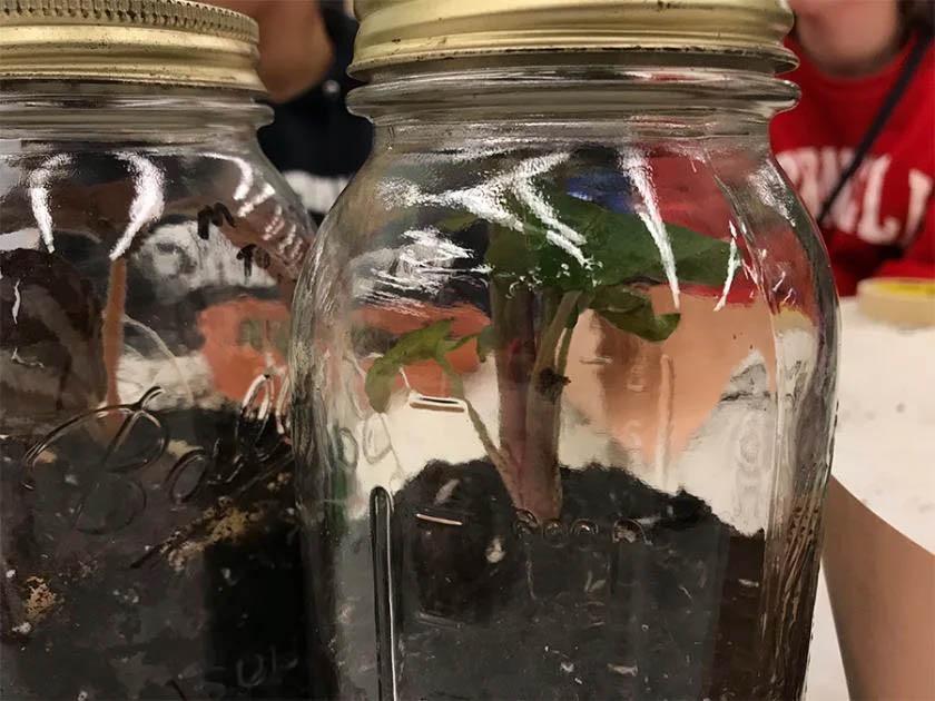 A close up of two terrarium jars holding soil and plants