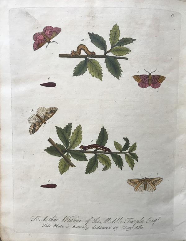 Plate 100 Illustration