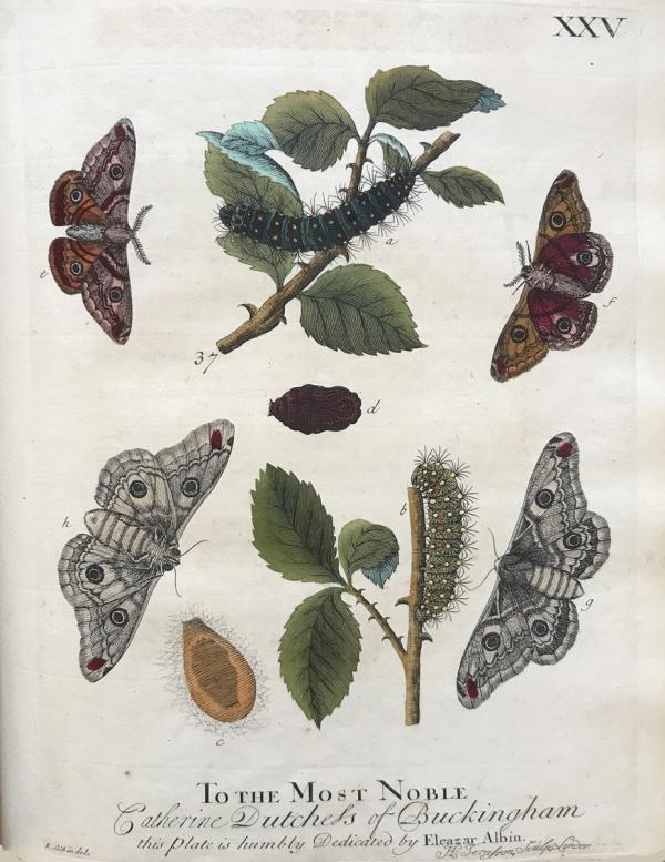 Plate 25 Illustration