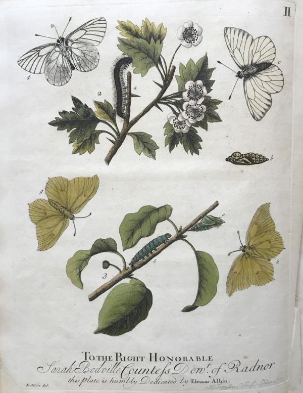 Second Plate Illustration