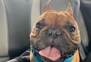 Max the French bulldog therapy animal