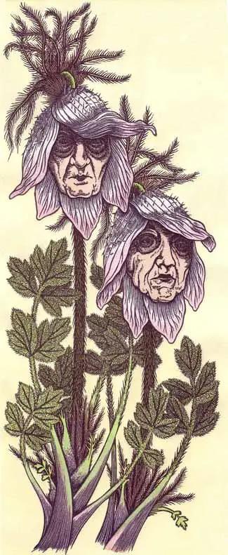 Two stalks of flowers. The centers of the flowers look like elderly faces. 