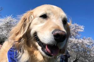 Goldren retriever with cherry blossoms and blue skies in the background
