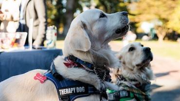 Two golden retrievers with harnesses that say "therapy dog"