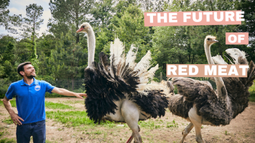 Ostrich The Future of Red Meat Thumbnail
