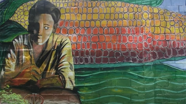 Mural of a person reading a book with a large ear of corn in the background