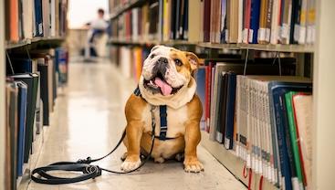 English bulldog in library stacks