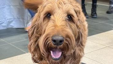 Irish Doodle dog