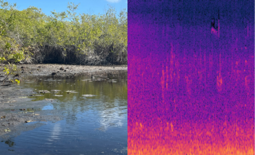 On the laft, a shore of a river with trees, on the right a sound spectrogram in purple and orange