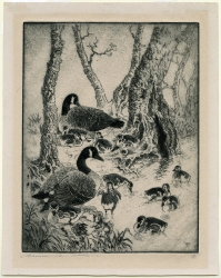 Two adult geese with ten goslings by a waterside. Original etching by Benson Bond Moore.