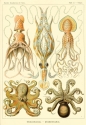 Haeckel octopus