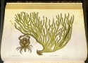Catesby Natural History crab and coral illustration