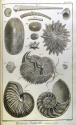 Diderot sea creatures