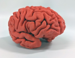 A model of a human brain, 3D printed from plastic resin